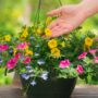 Combo – Pink Lemonade – 10″ Hanging Basket
